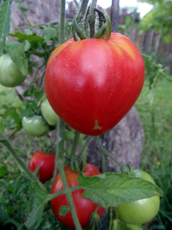 Pink Passion (dwarf tomato)
